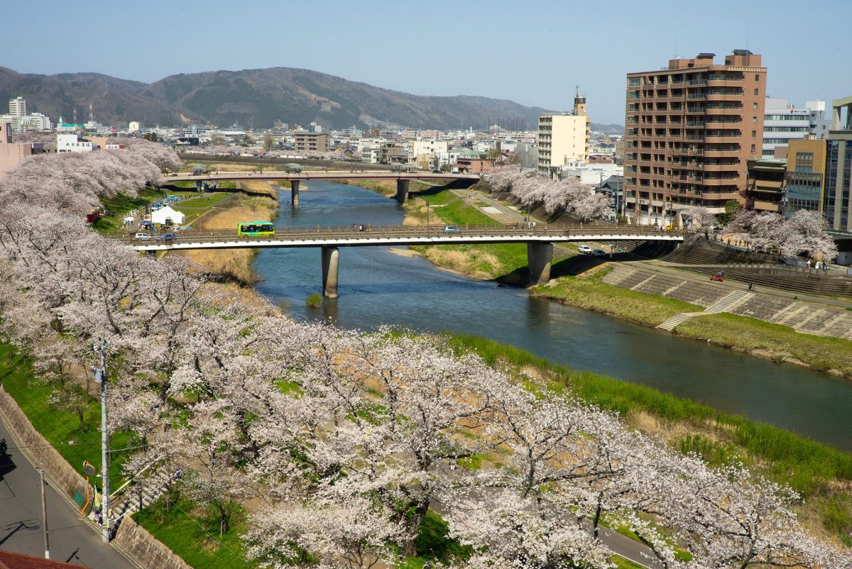 足羽川桜並木